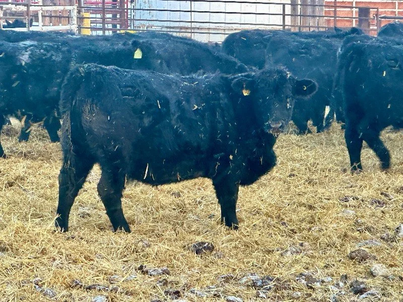 Lot 2026-1-H 50 Bred Heifers forward sale for November