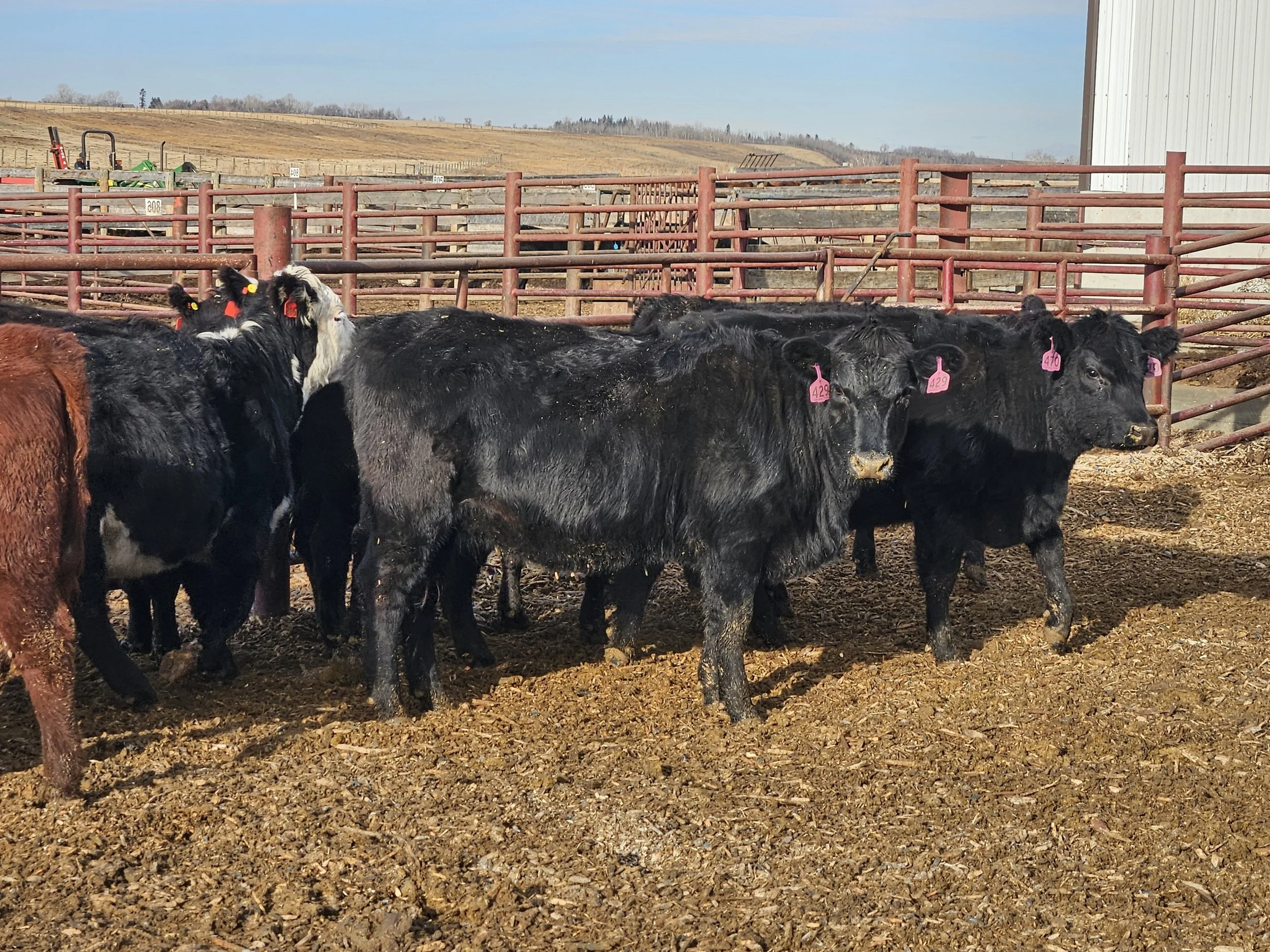 Lot 25-23-H 36 Bred Angus X heifers in Alberta - GONE!