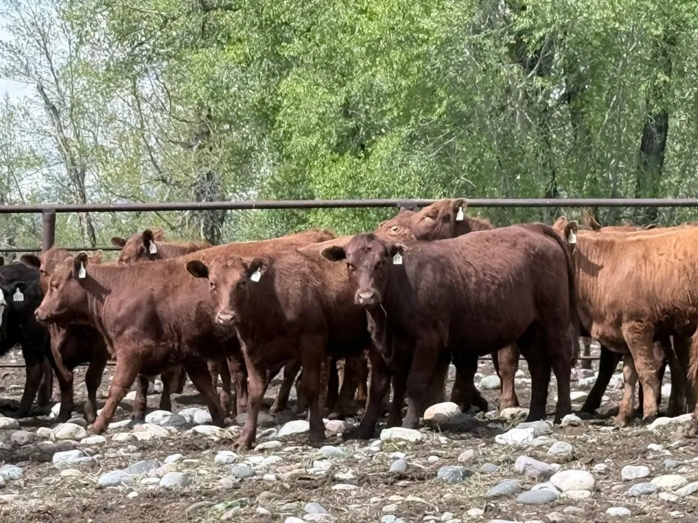 Lot 26-R-5 100 replacment heifers in S. Alberta