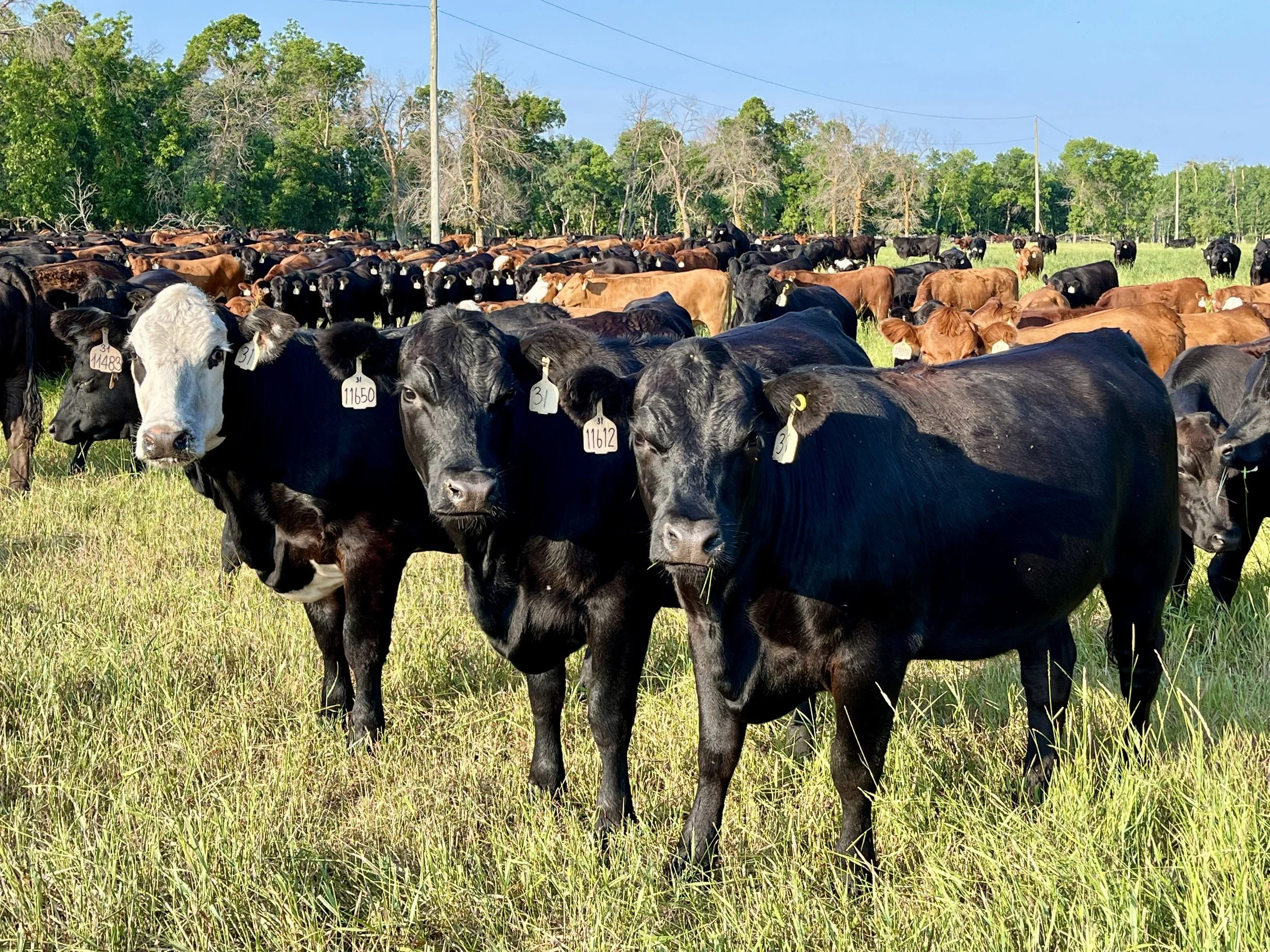 Lot 25-11-H 400 Bred Angus X heifers in Manitoba - Partially sold!