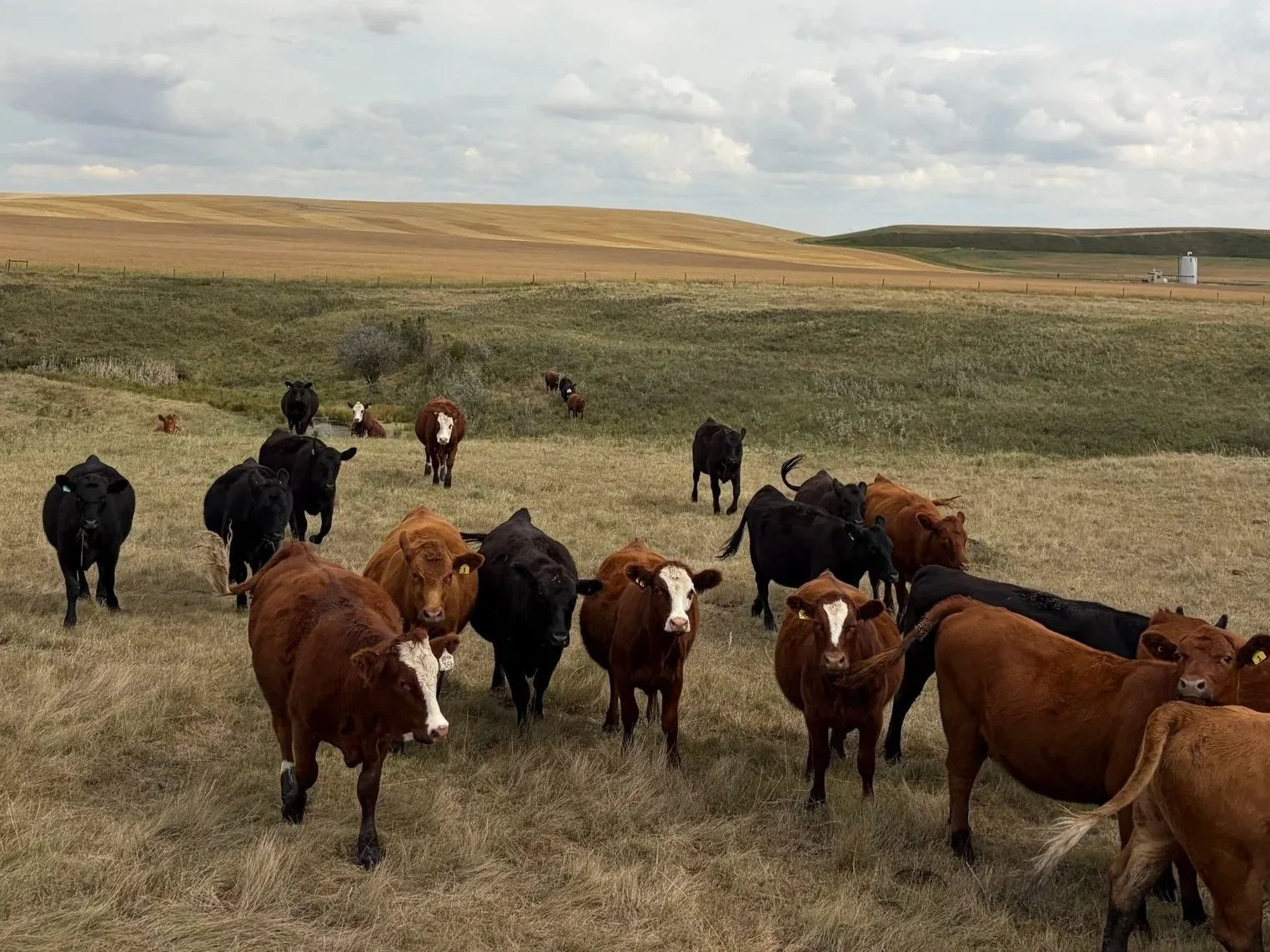 Lot 2026-8-H  40 bred heifers near Drumheller, Ab.