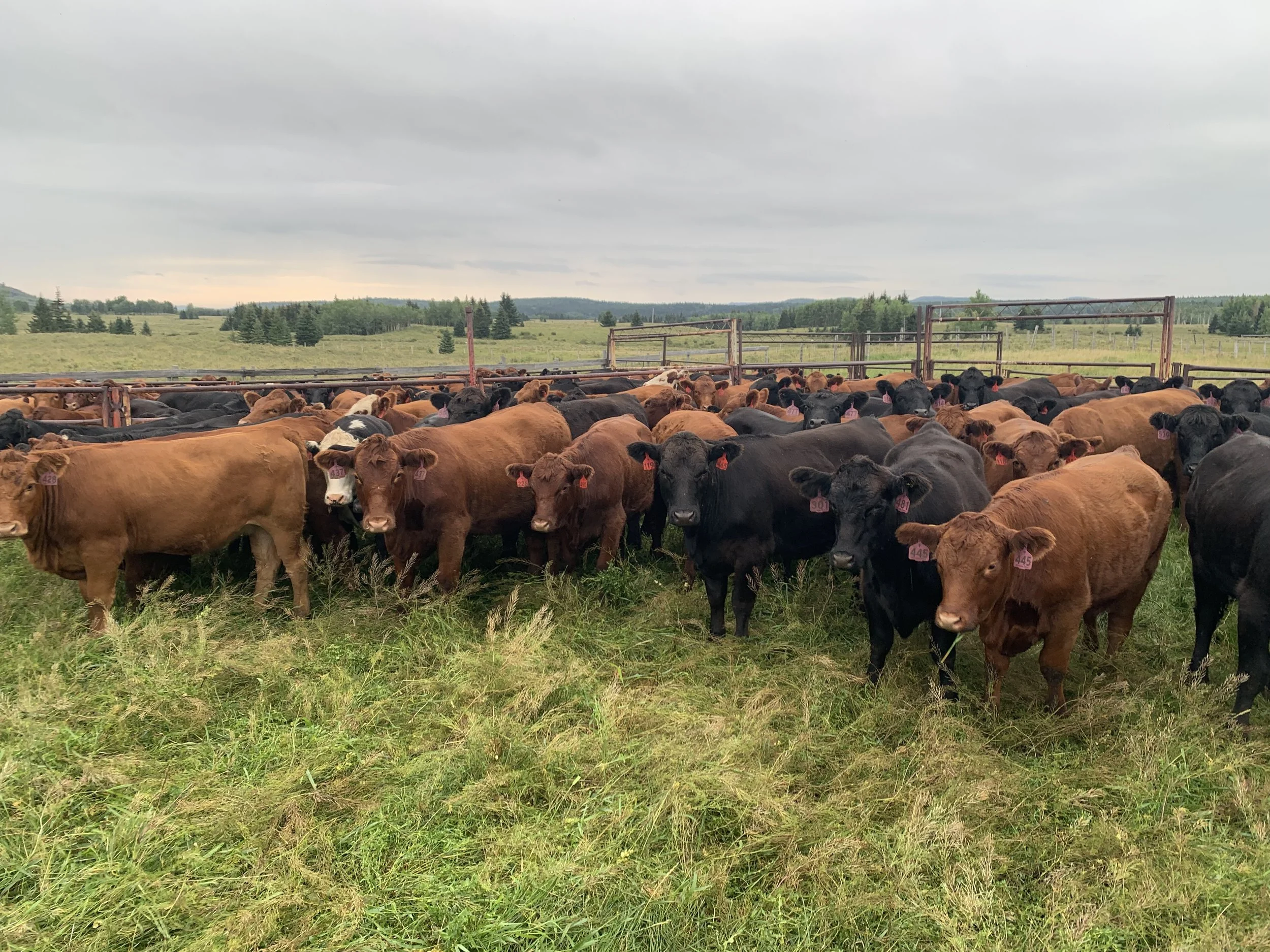 Lot 25-16-H 140 Bred Angus X heifers in Alberta for November  (SOLD!)