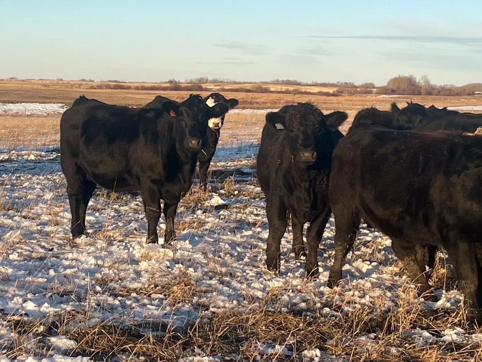 Lot 25-18-H 35 Bred Angus/Simm. heifers in Saskatchewan - SOLD!