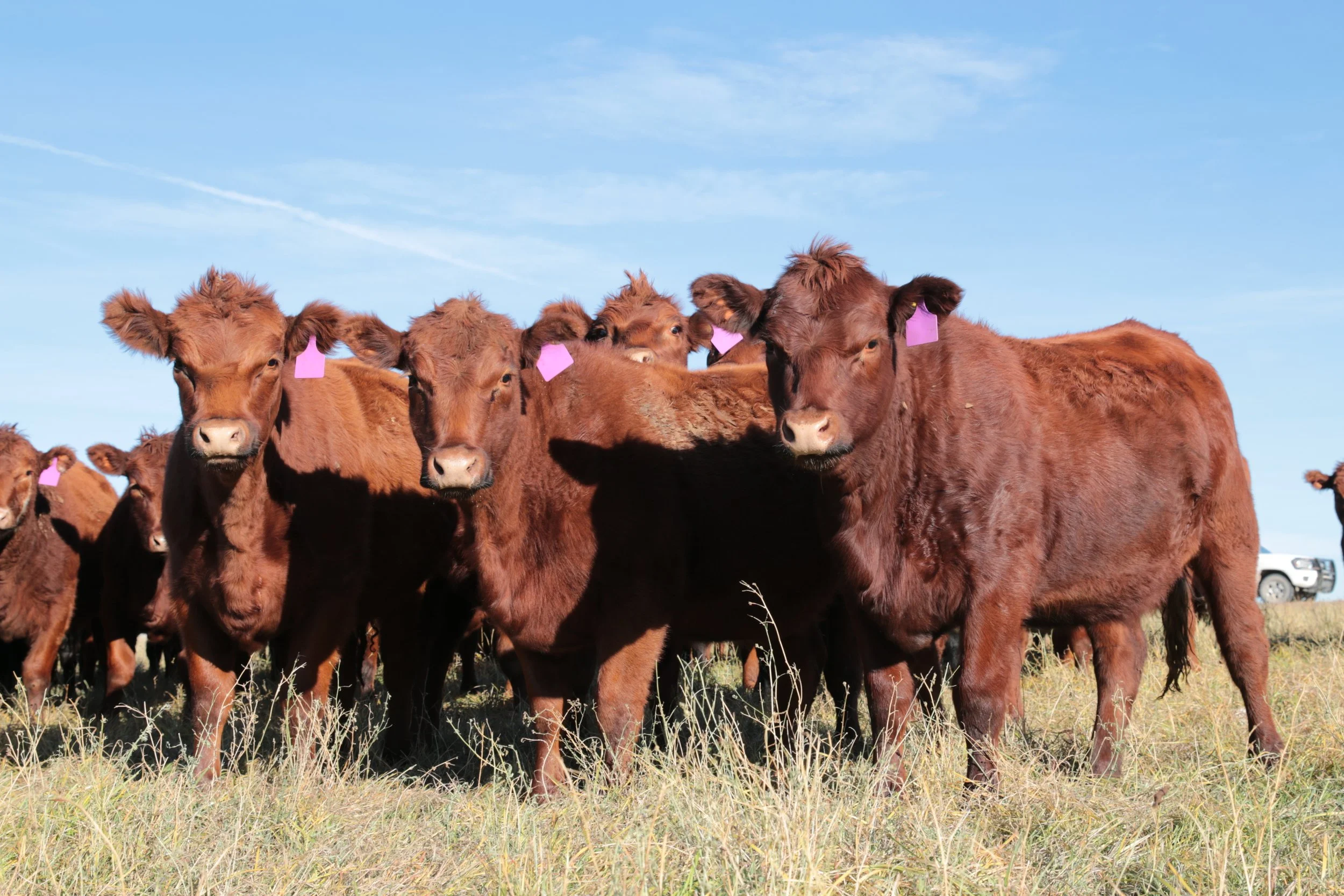 Lot 25-19-H 57 Bred Angus heifers in S. Alberta - SOLD!