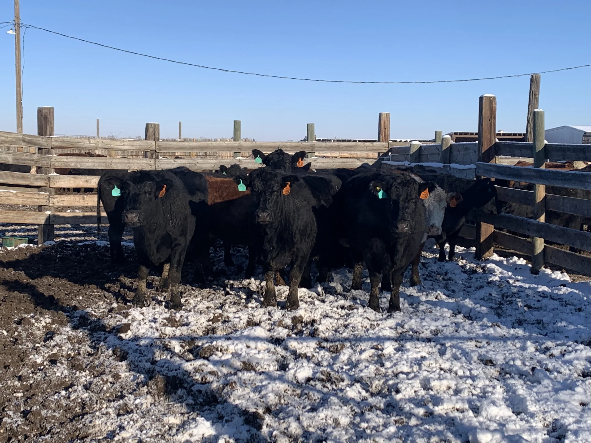 Lot 25-24-C 13 Kumlin/Doerksen Angus/Hereford summer calving cows - Sold!!