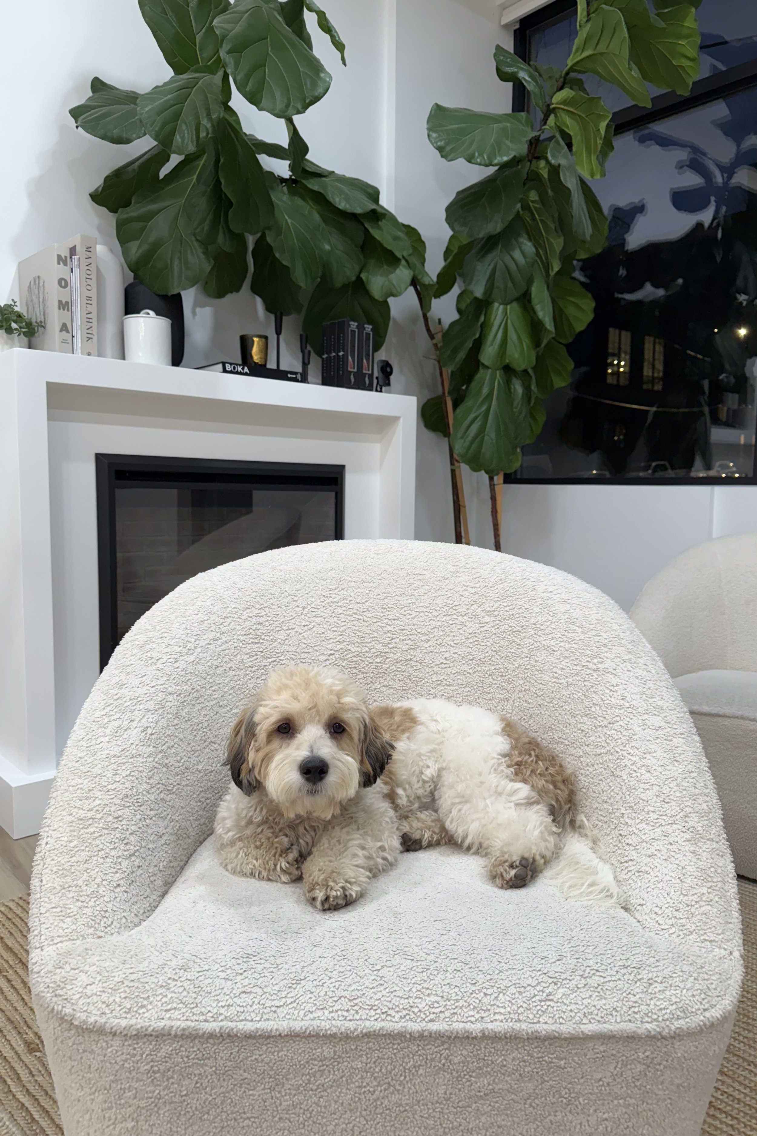 Small dog sitting in fluffy chair in a salon