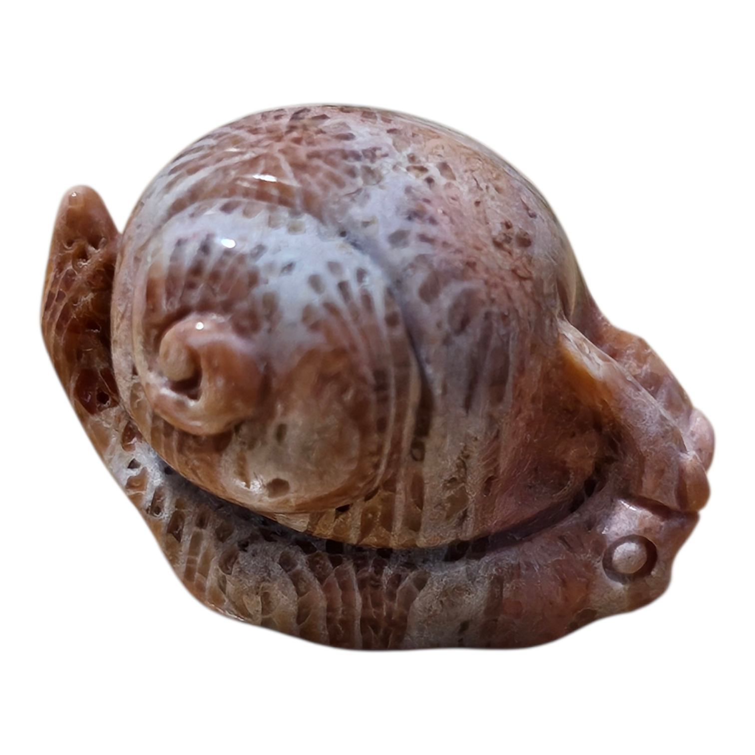 Mini Snail 3.png