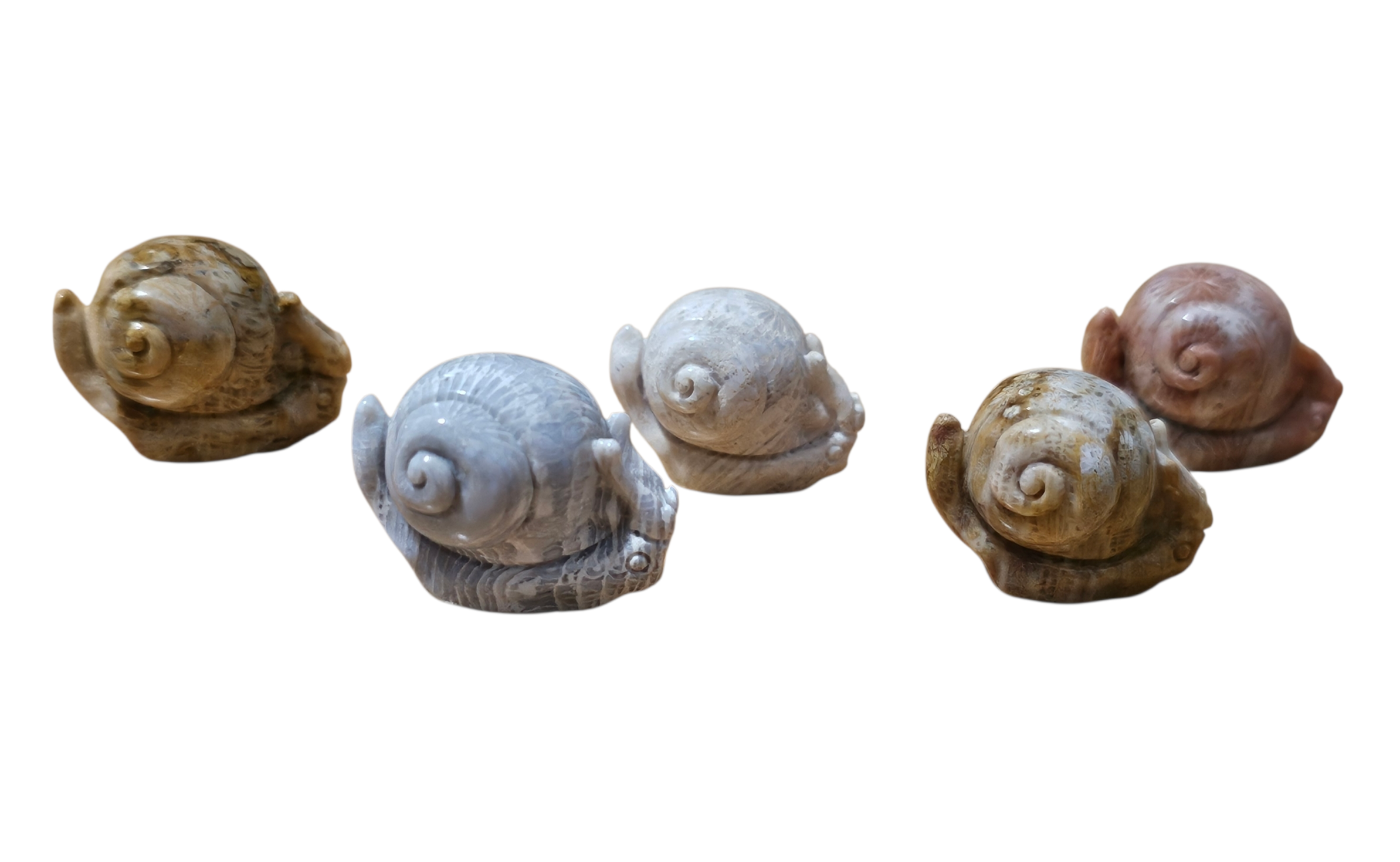 Mini Snail Group.png