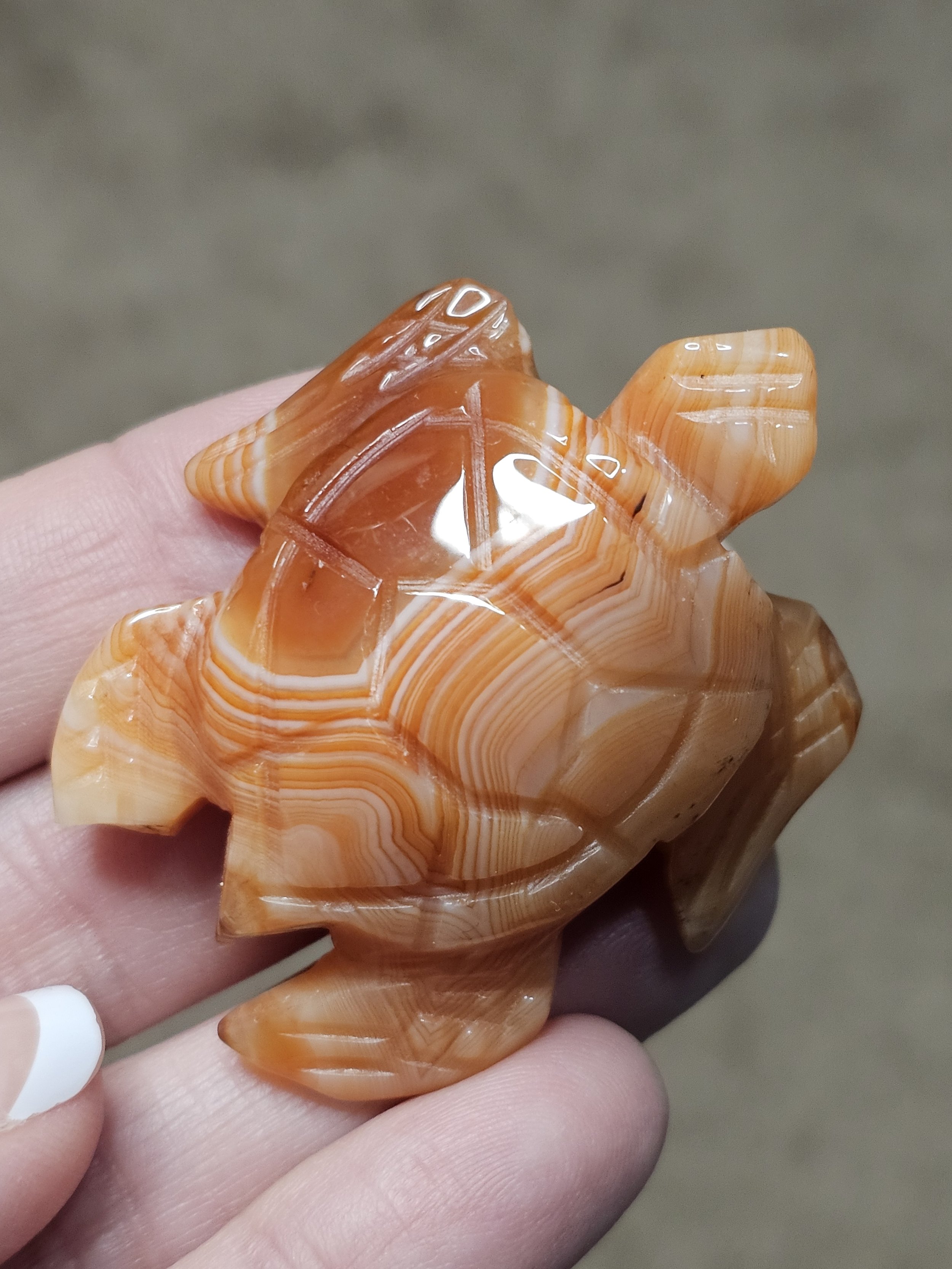 Carnelian Turtle #2.jpg