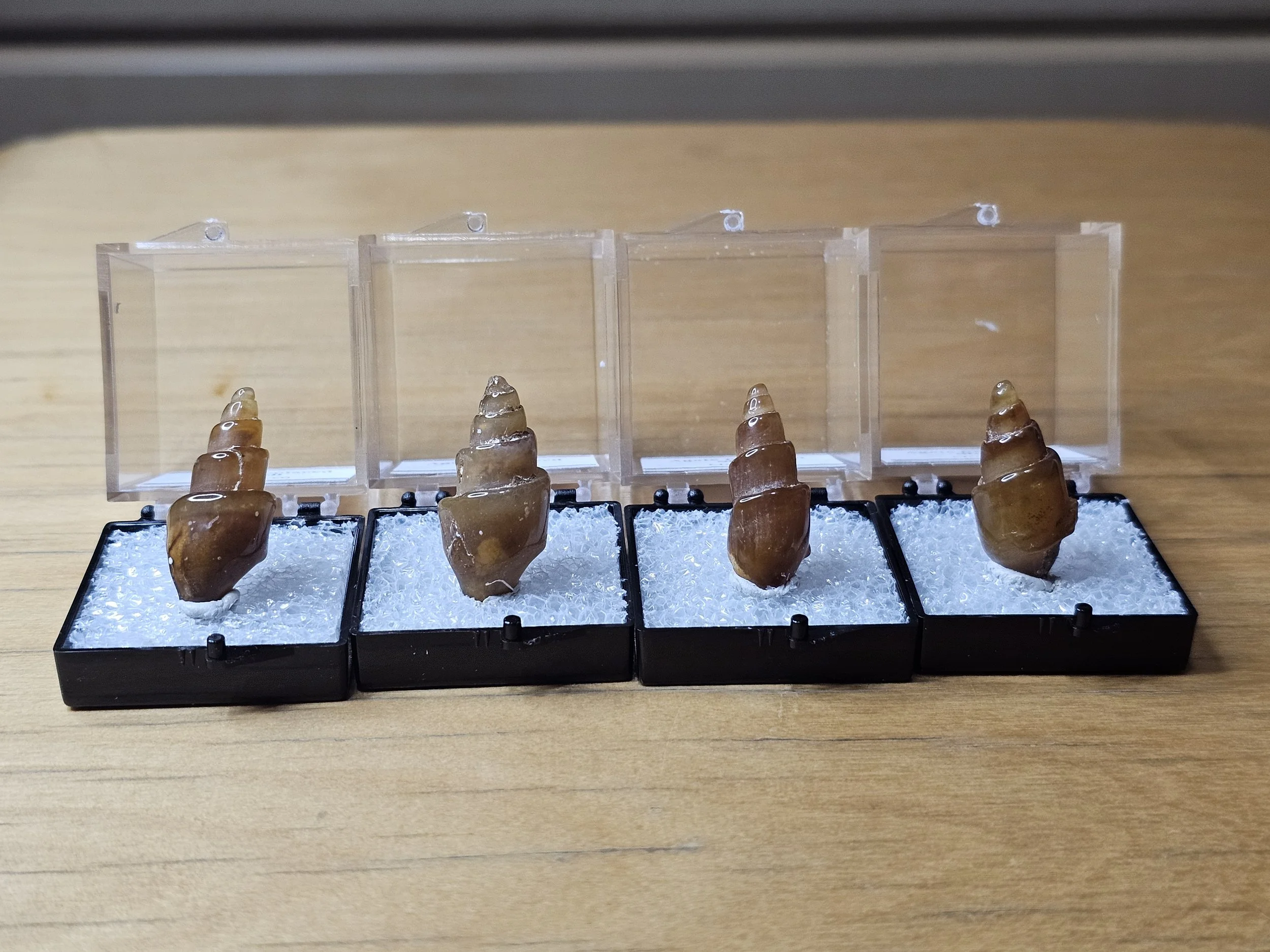 Agate Replaced Shells- Morocco — Crystal Addict