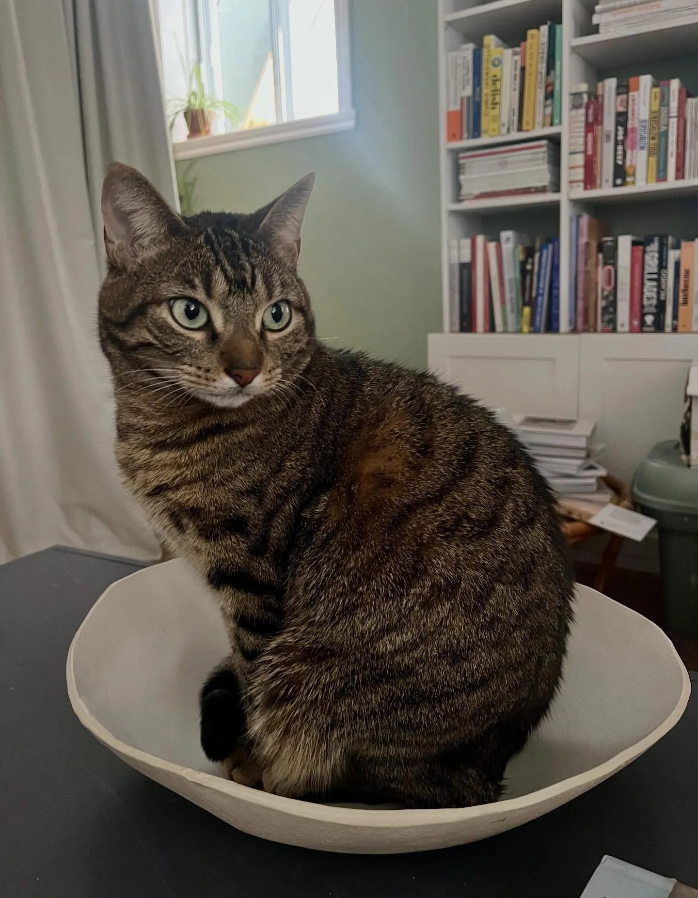 In&eacute;dit vous pr&eacute;sente le bol &agrave; chat ! &Eacute;dition limit&eacute;e et chat non inclus