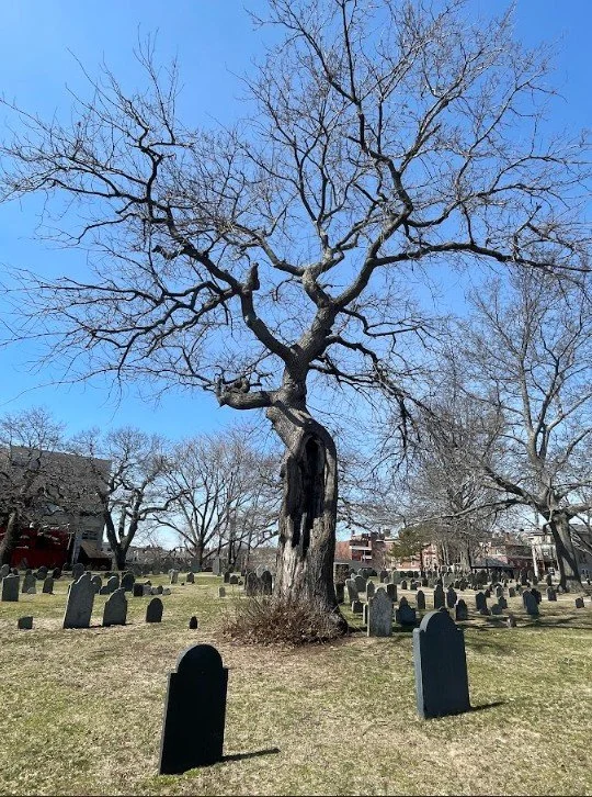 Tree.jpg