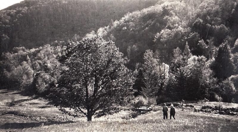 Reforestation in Dark Entry Forest 1930