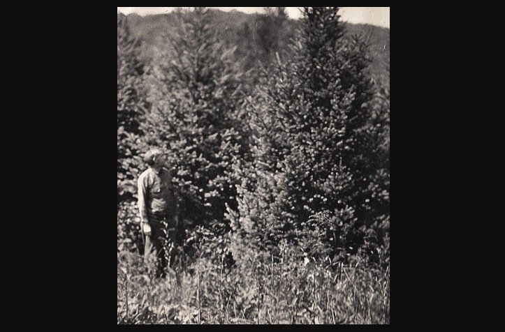 Reforestation in Dark Entry Forest 1930