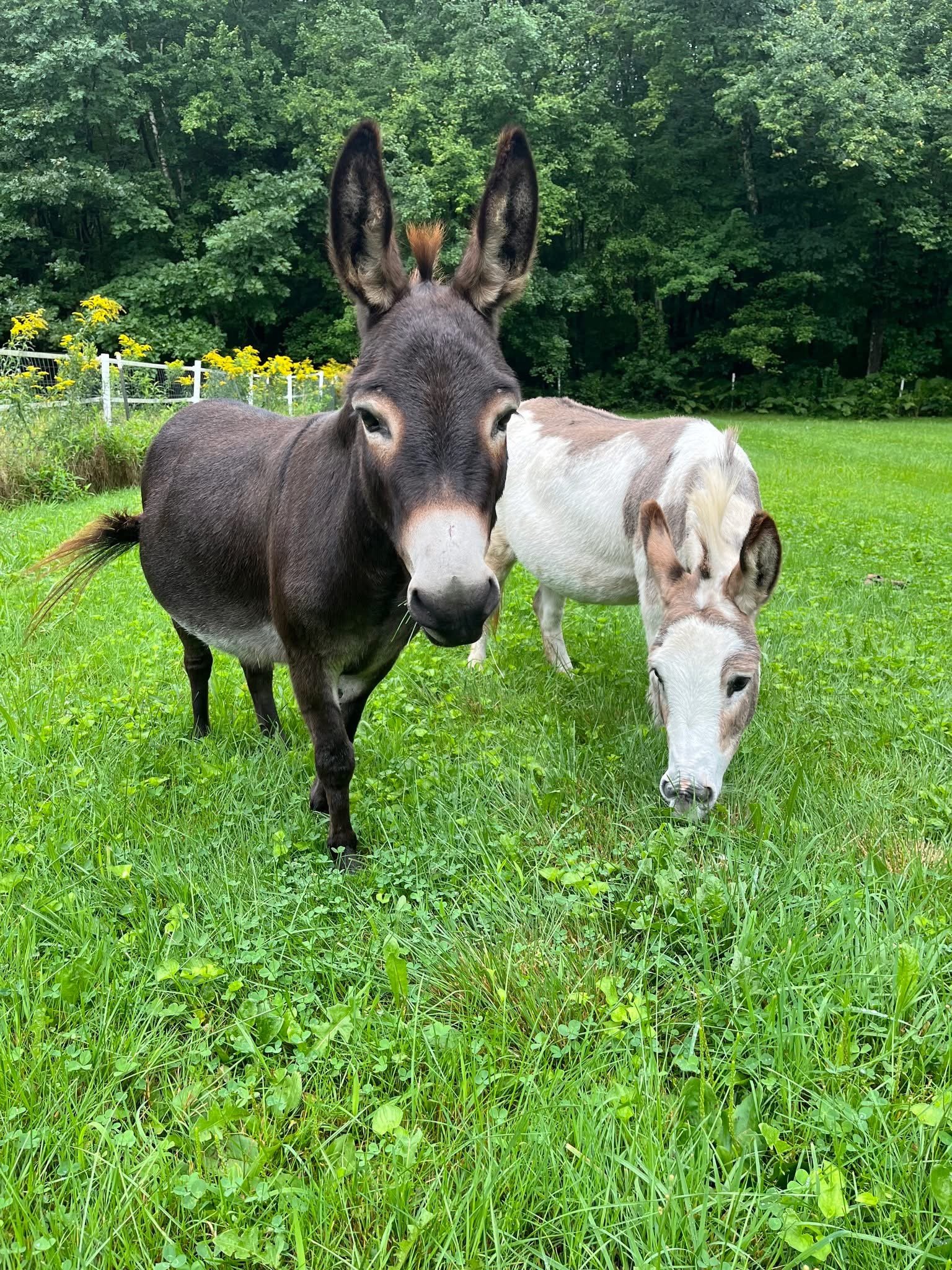 6/14: Yoga at Mini Mania Farm at 10 am