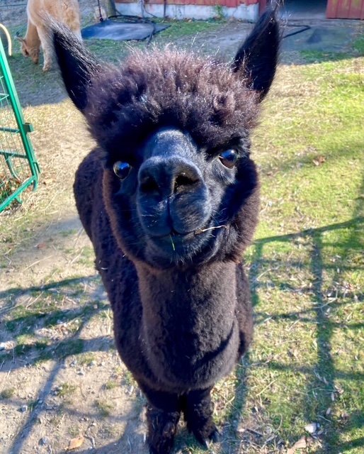 5/4: Alpaca Yoga at 2 PM