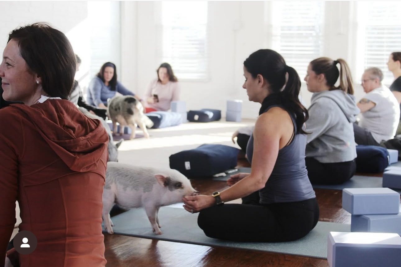 pig yoga.jpg
