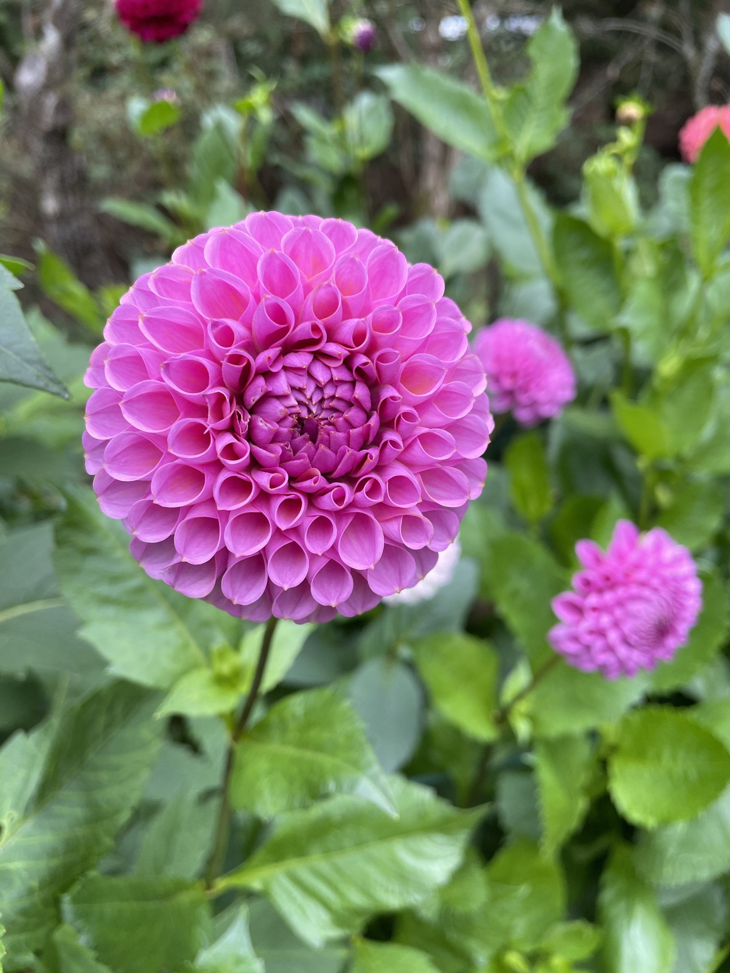 IMG_8191.jpeg