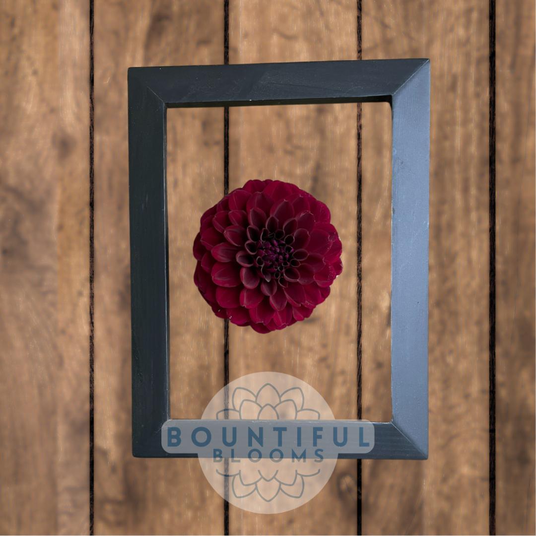 la-recoleta-Dahlia.png