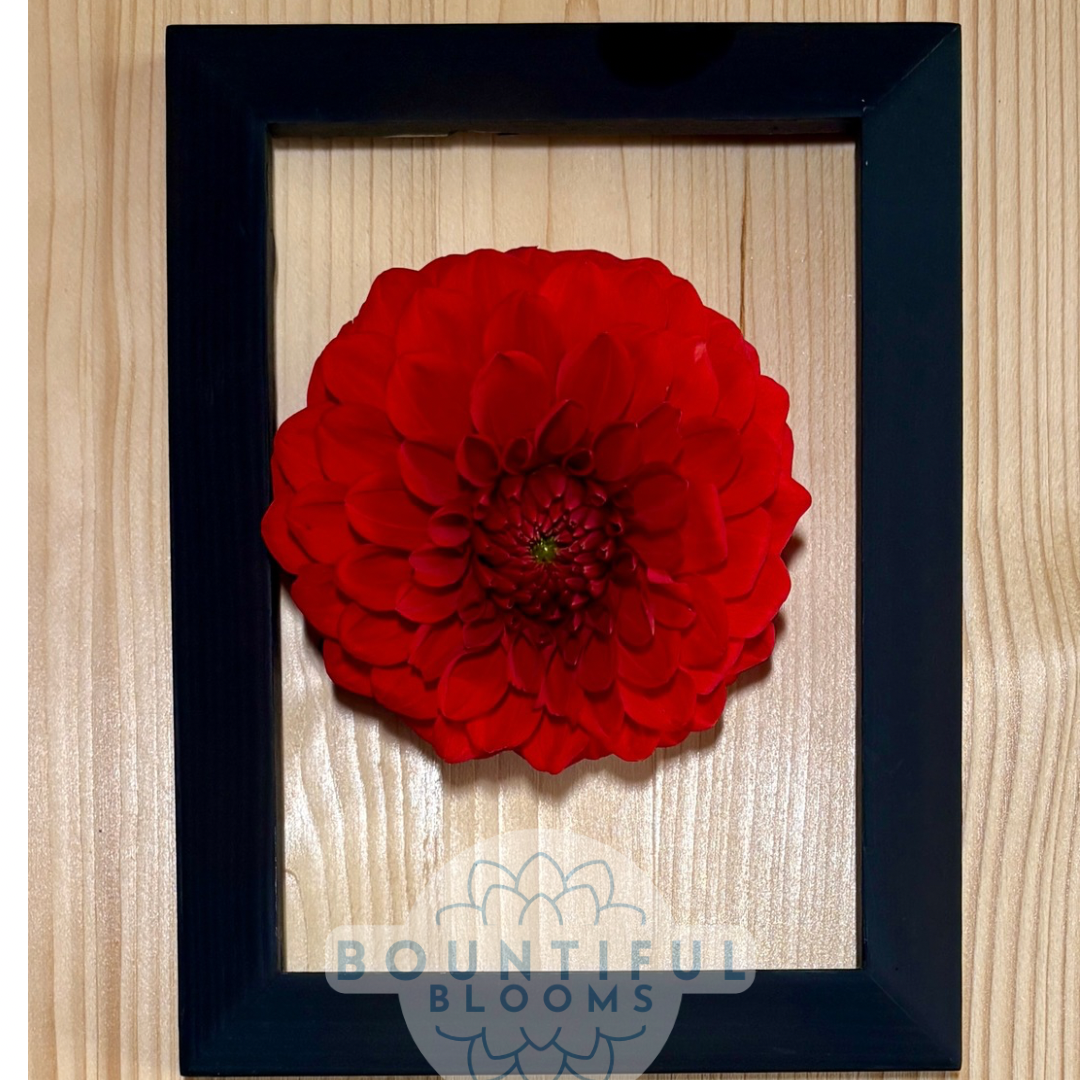 Friendship Red (NoID)