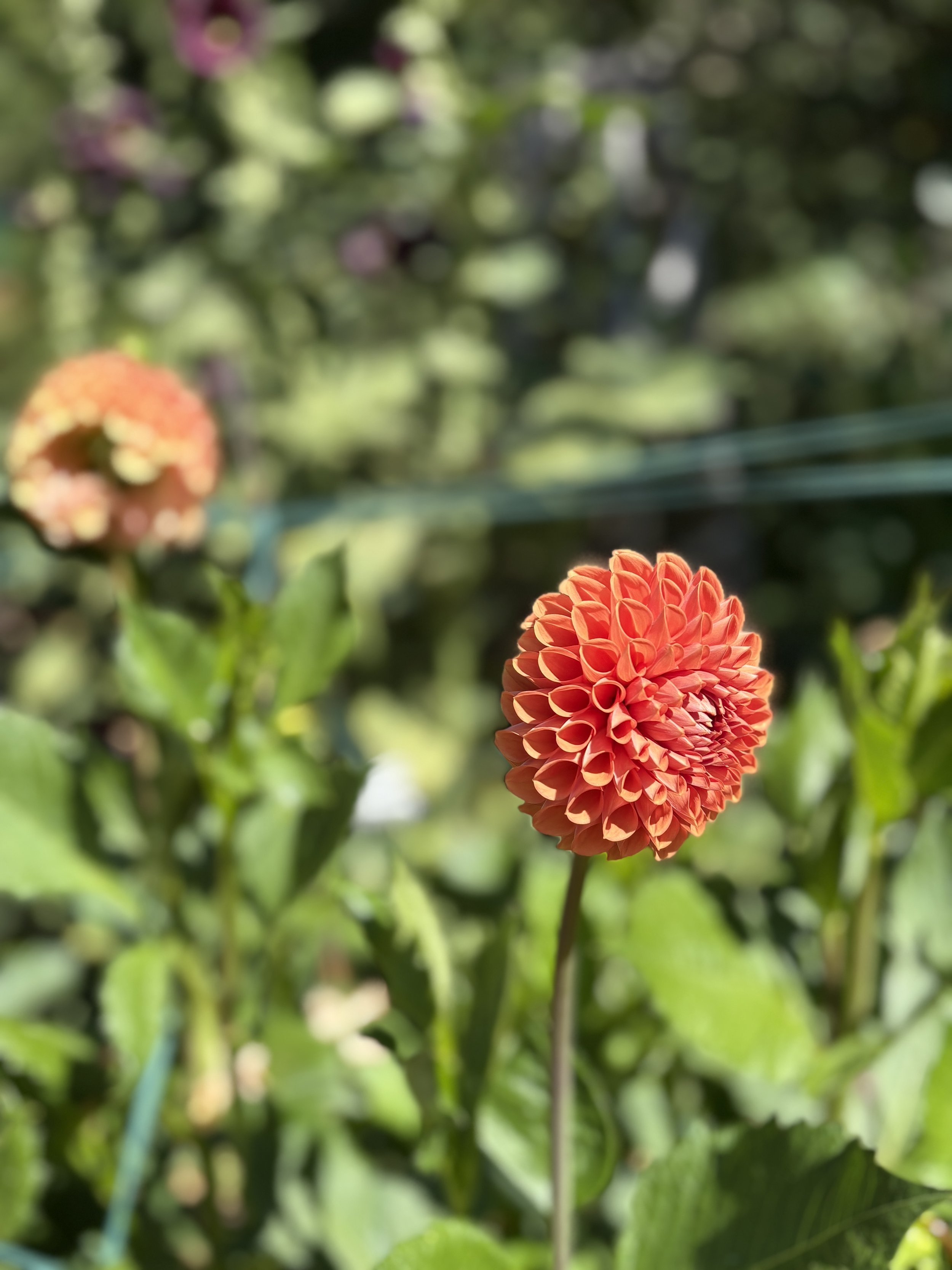 IMG_0809.jpeg