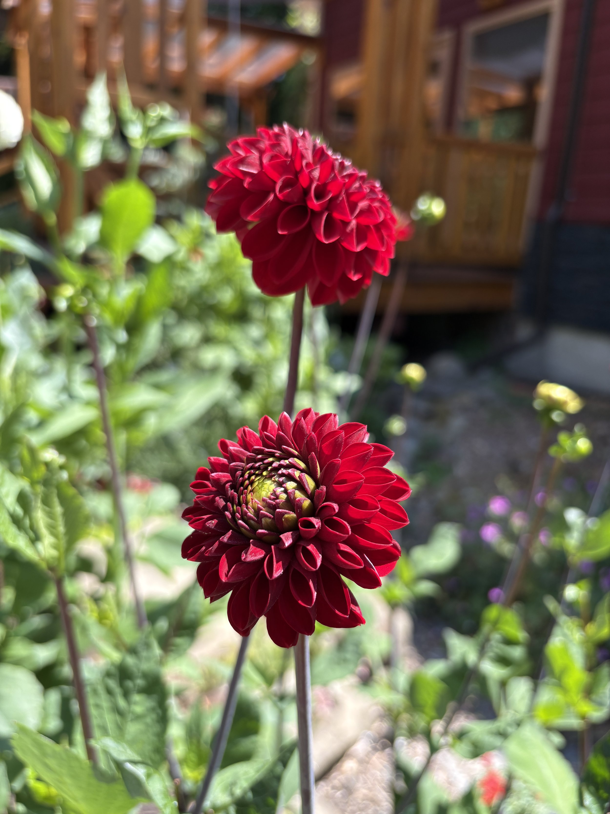 IMG_3449.jpeg