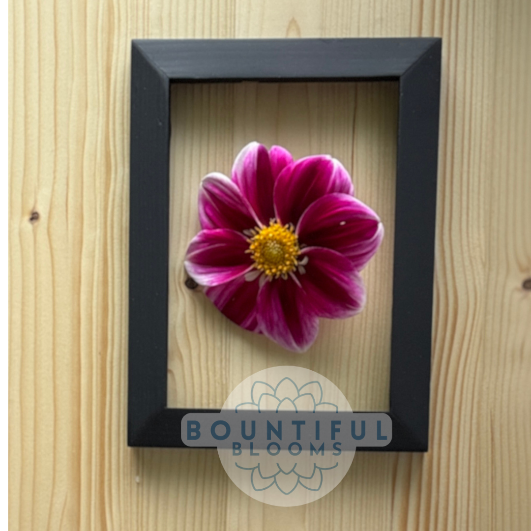 Single Petal Pink (NoID)