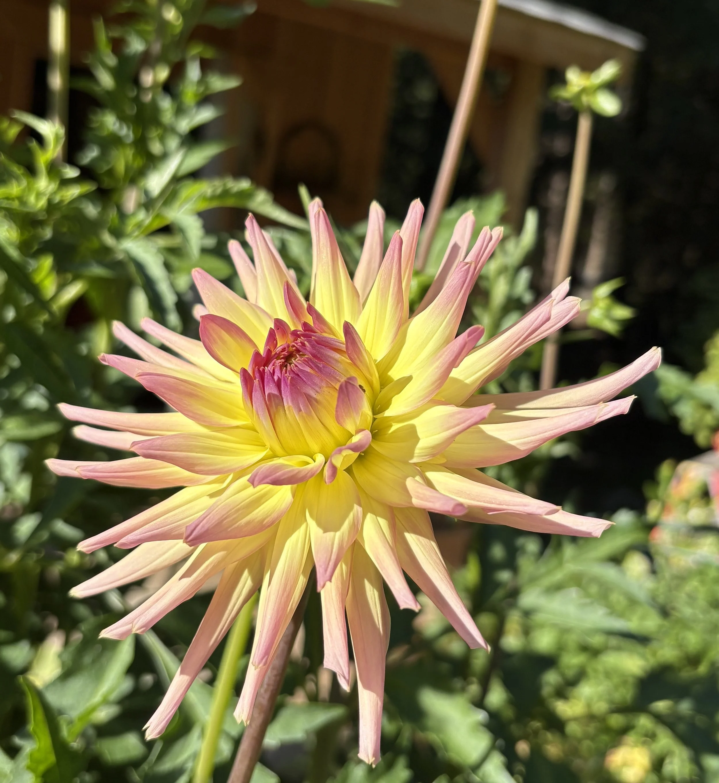 IMG_3696.jpeg