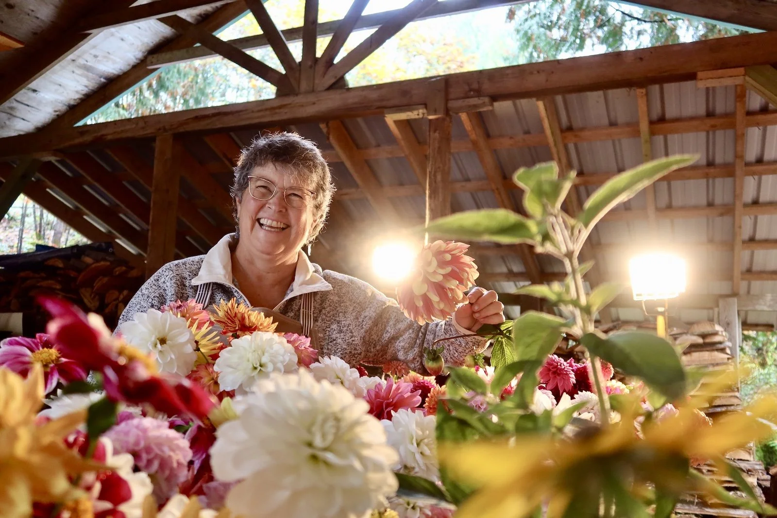dahlia-flowers-vancouver-island