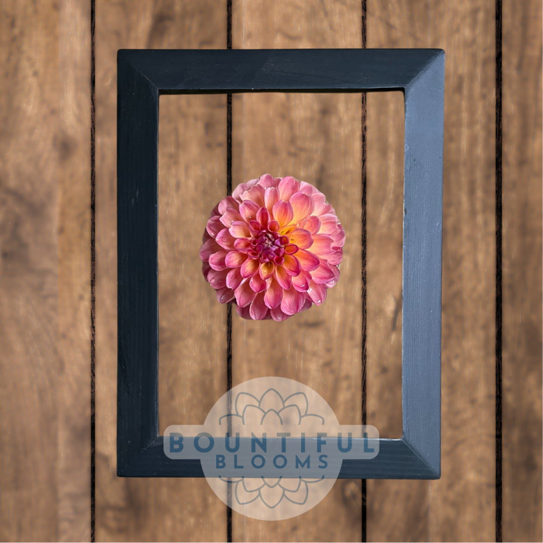 doodlebug-Dahlia.png