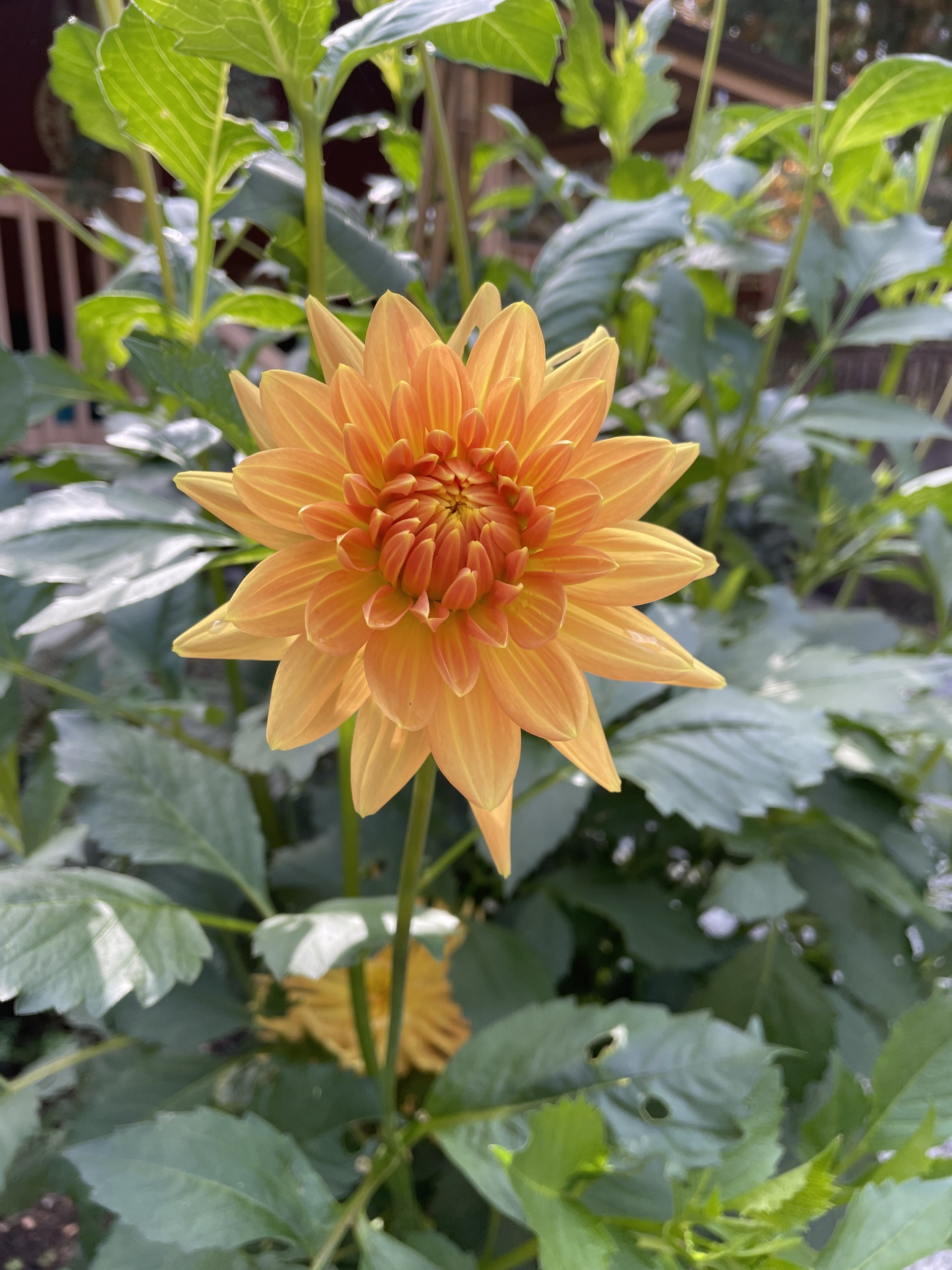 IMG_8069.jpeg