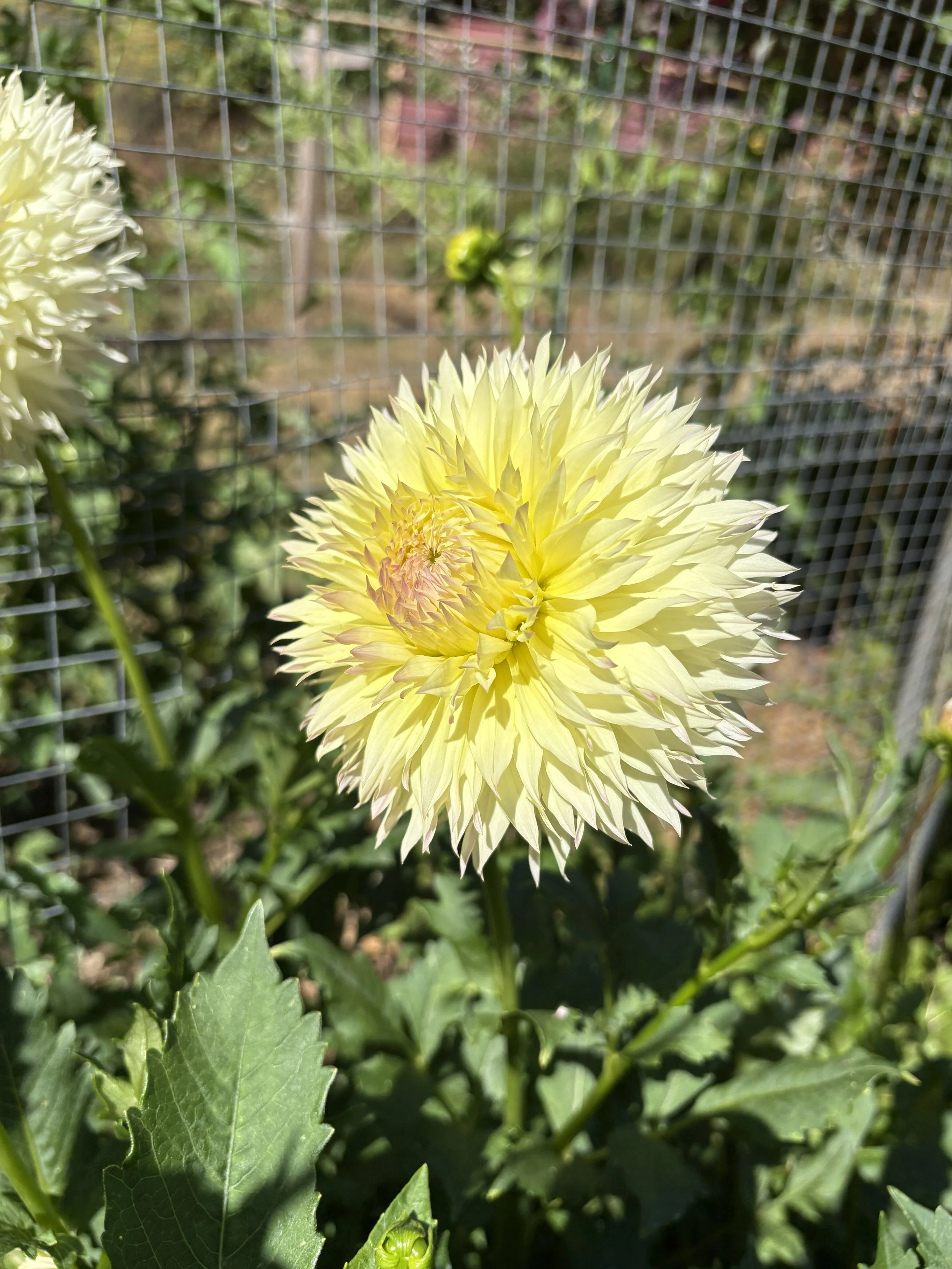 Citron Du Cap