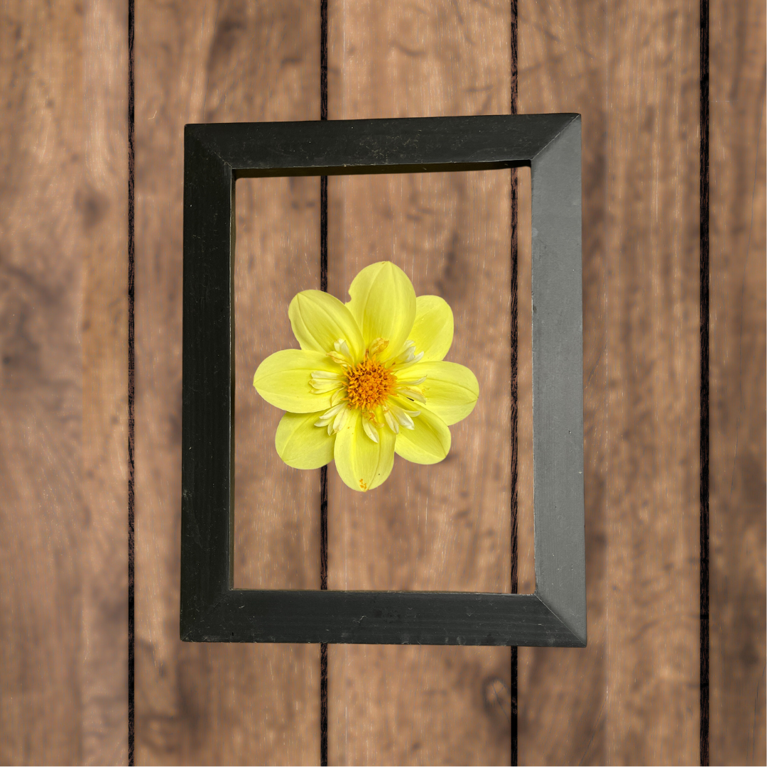 Kelsey-Sunshine-Dahlia.png