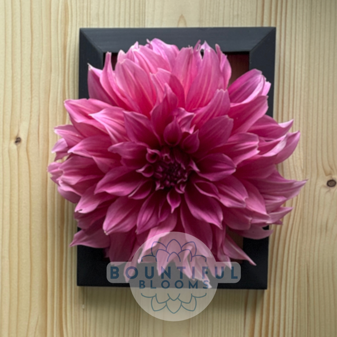 Kasasagi-Dahlia.png