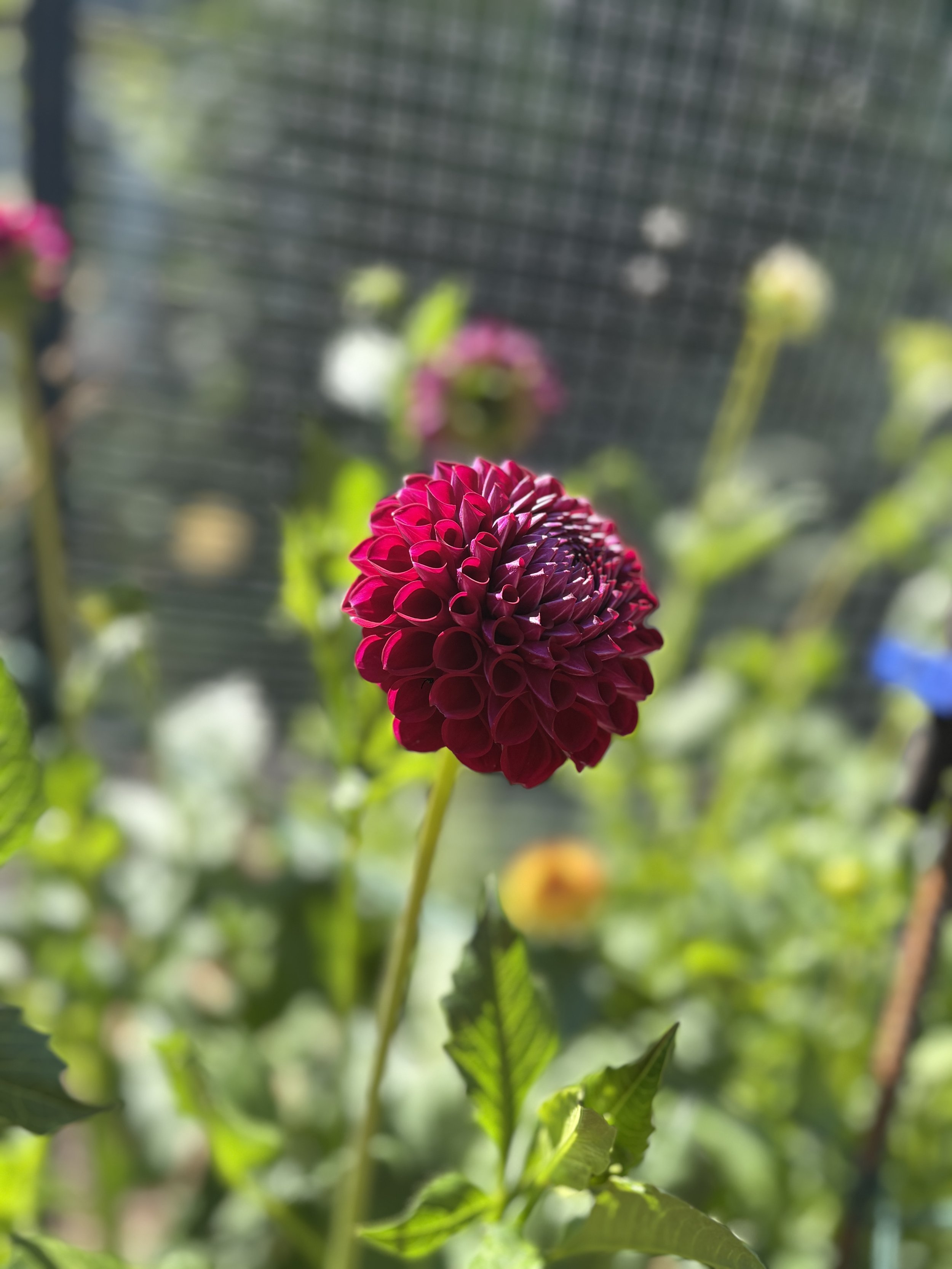 IMG_0609.jpeg