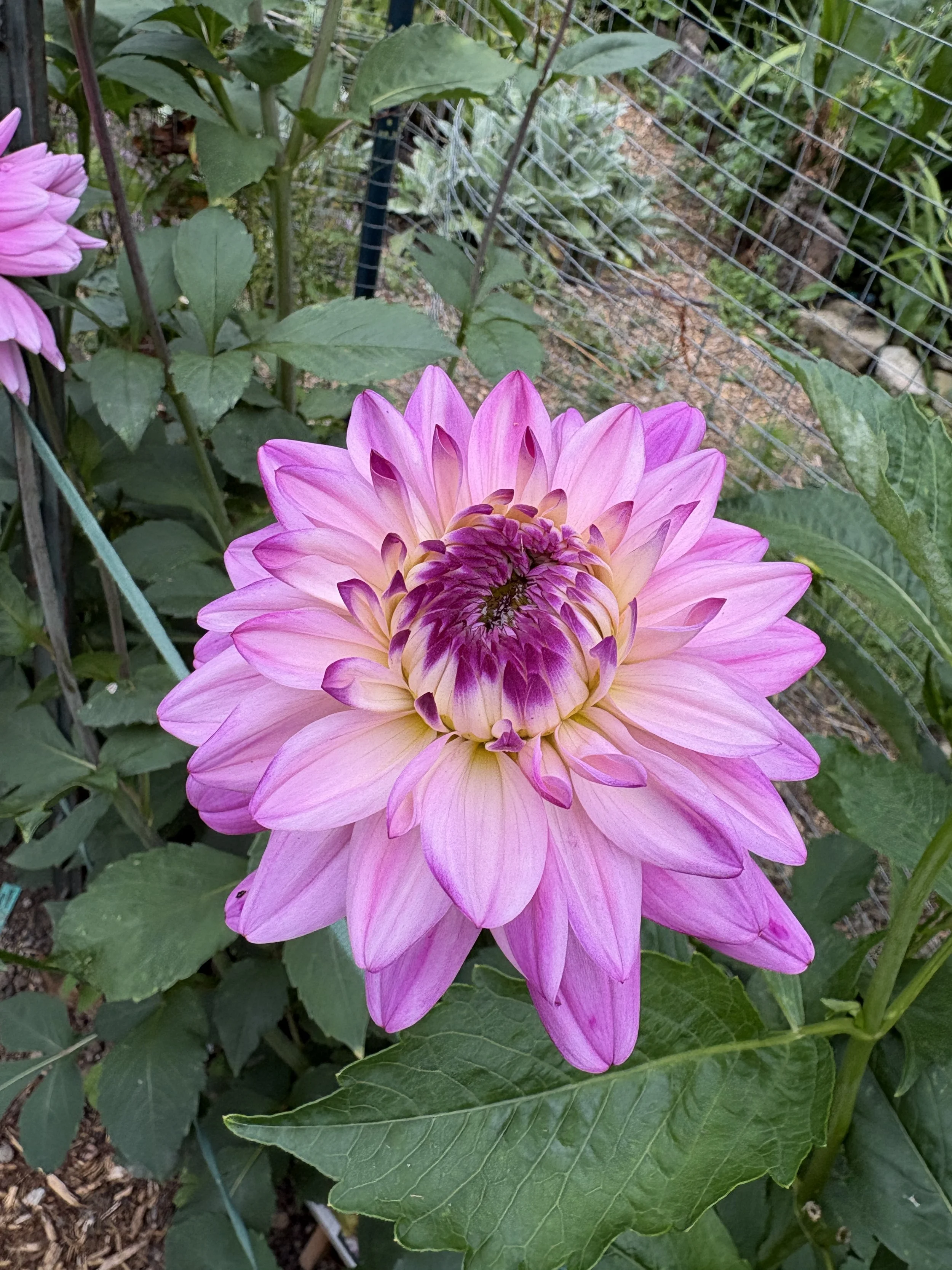 IMG_3503.jpeg