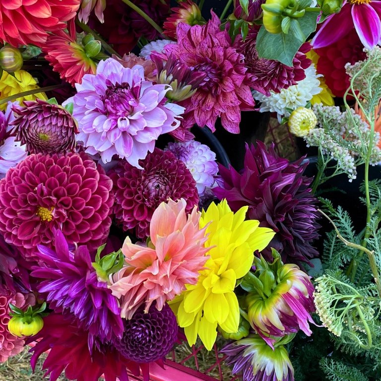 bountiful-blooms-dahlias-vancouver-island.jpg