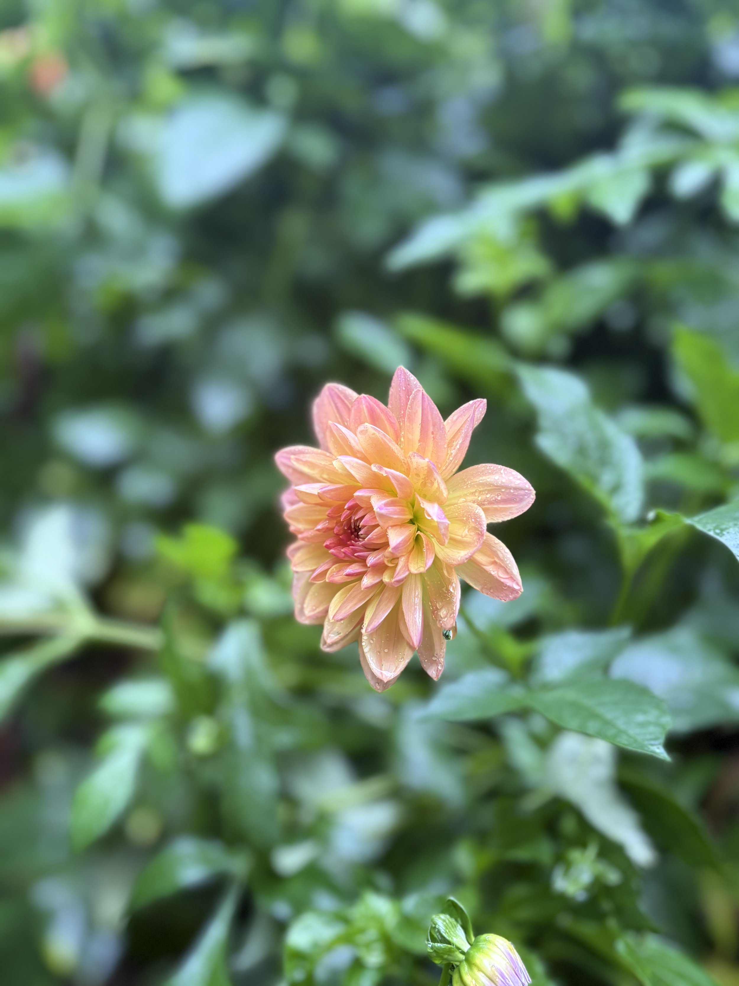 IMG_1441.jpeg