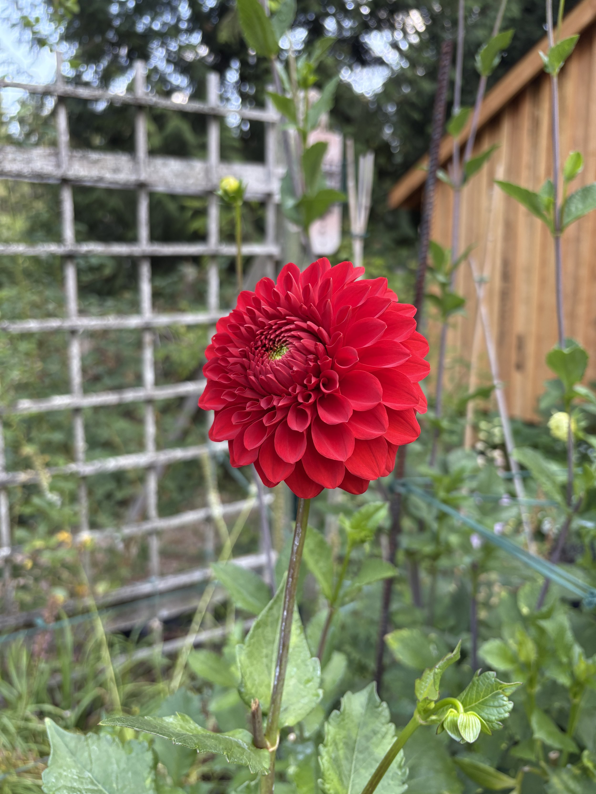 IMG_3712.jpeg