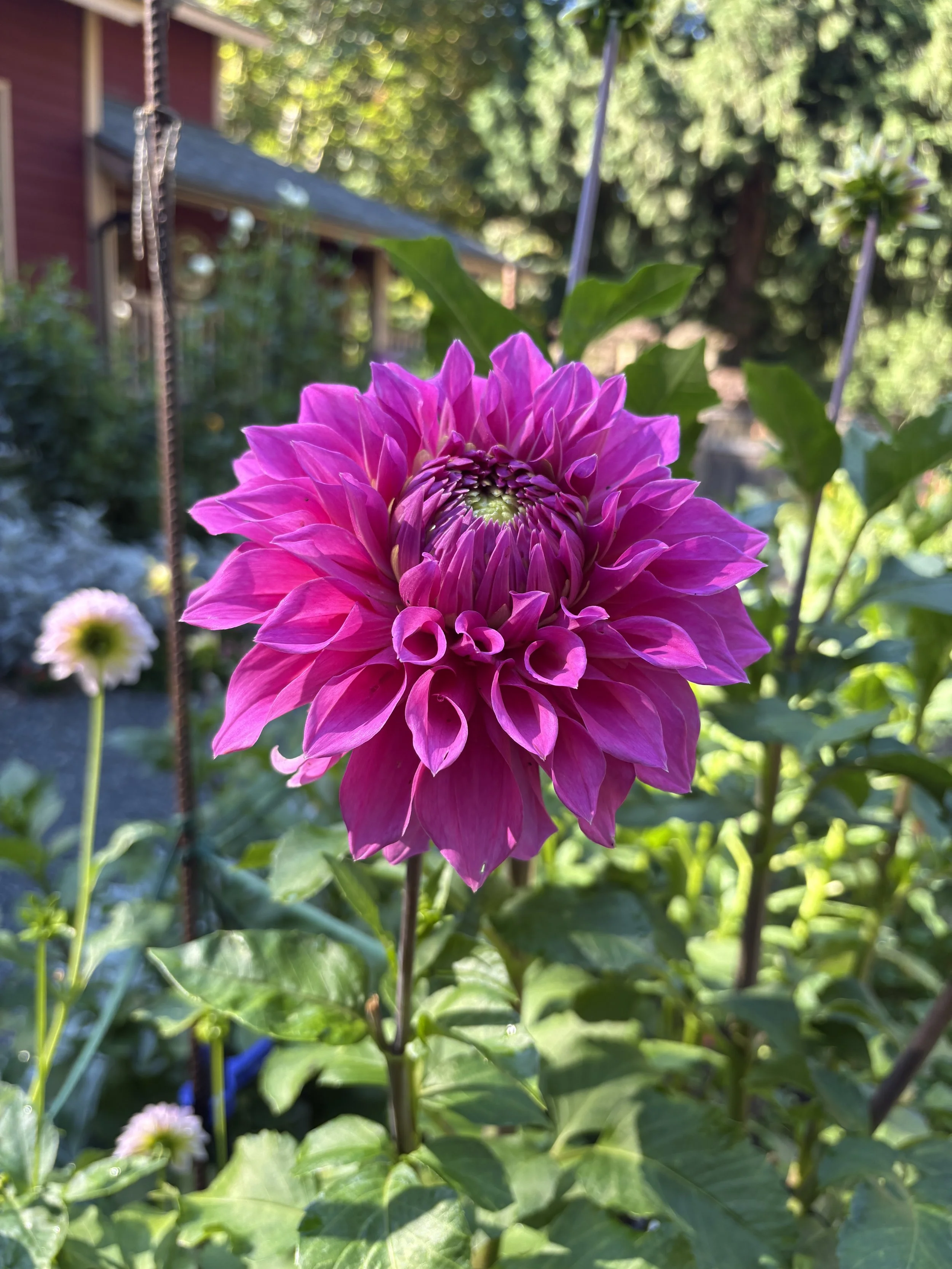IMG_3761.jpeg