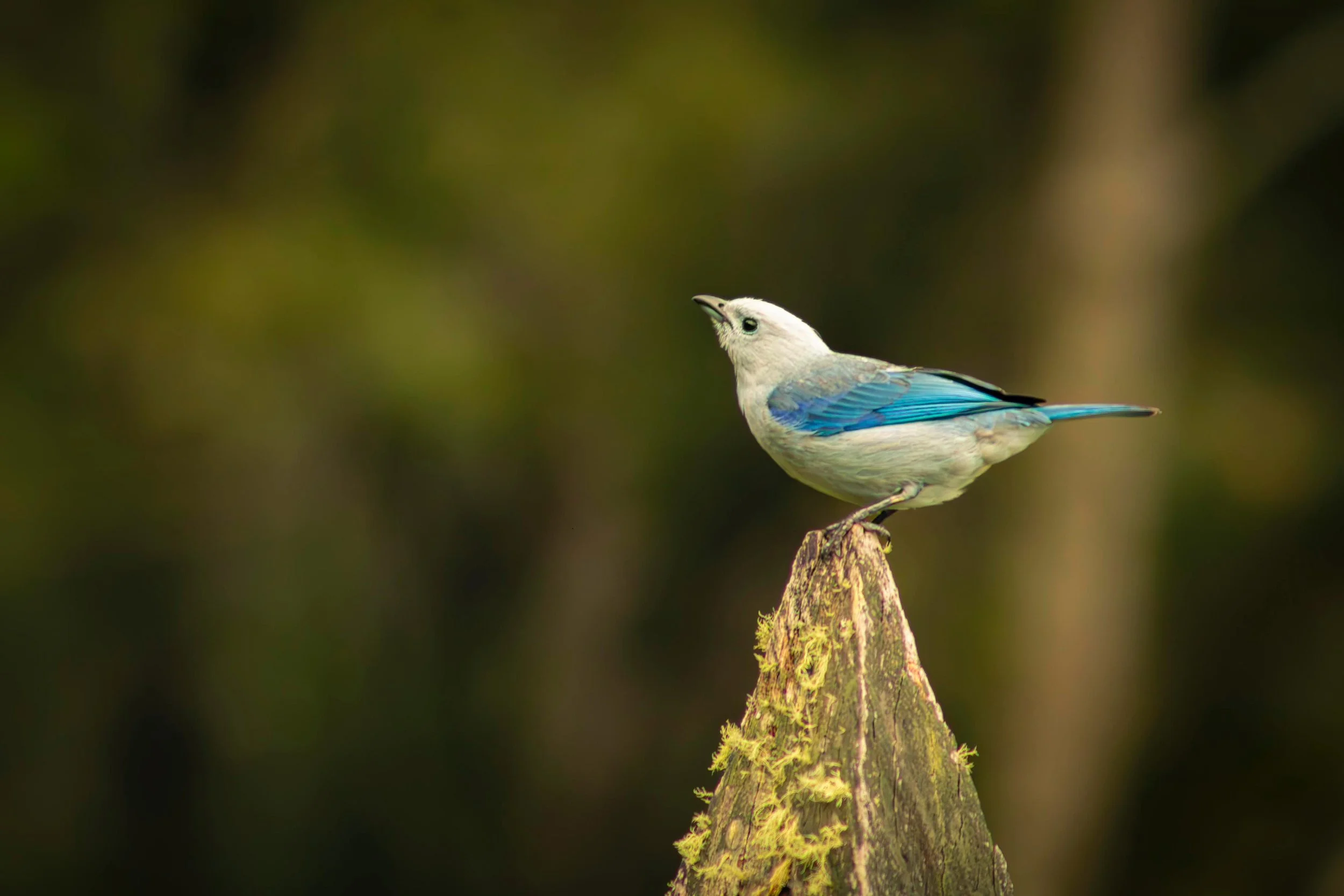 Blue-grey tanager perched on tree stump Equilibrium Jericó Colombia cloud forest