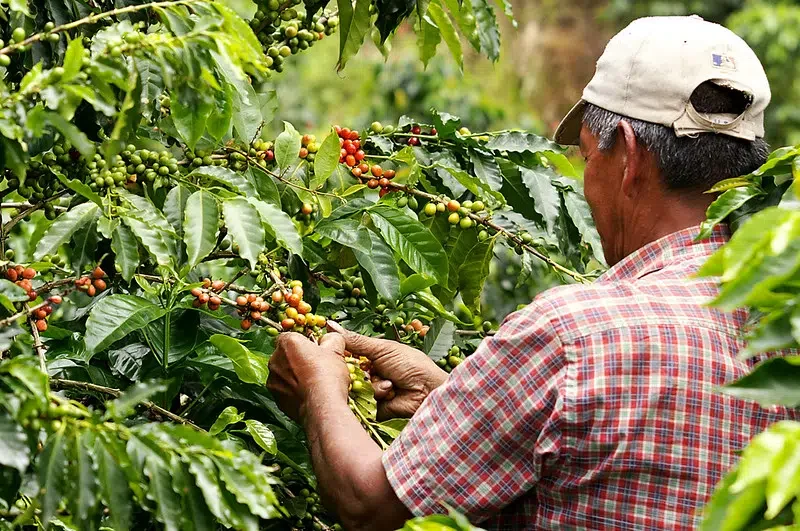 coffee-production-credit-maria-del-pilar-ruiz.jpg.webp