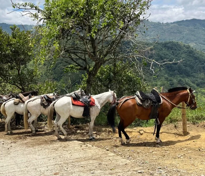 Horseback Riding