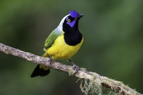 Birdwatching
