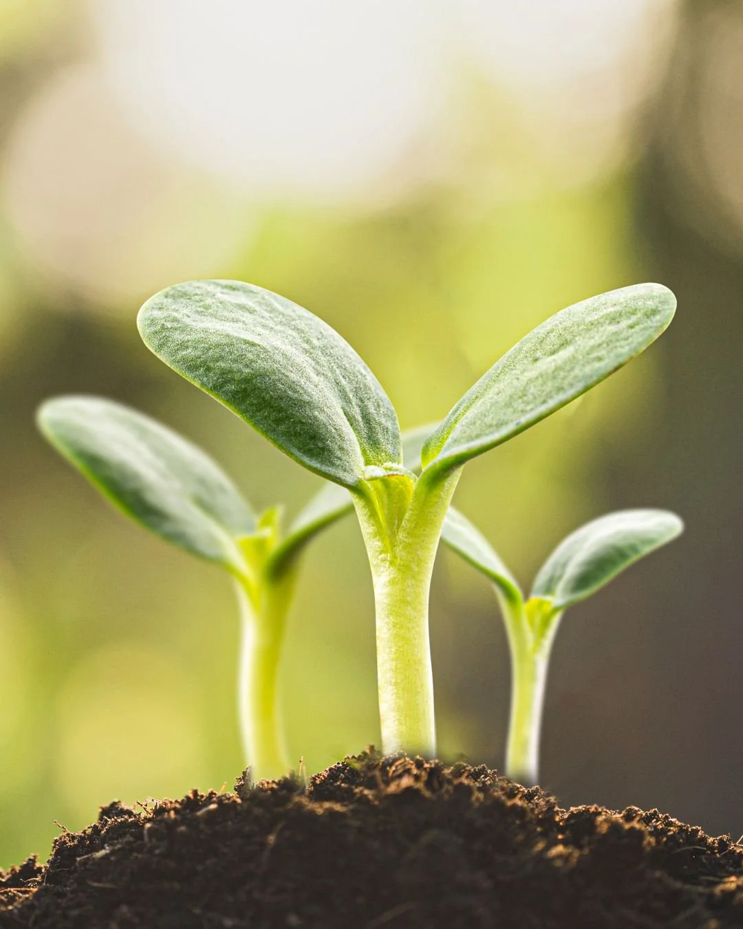 Spring Reset: Herbs and Practices to Reawaken Your Energy