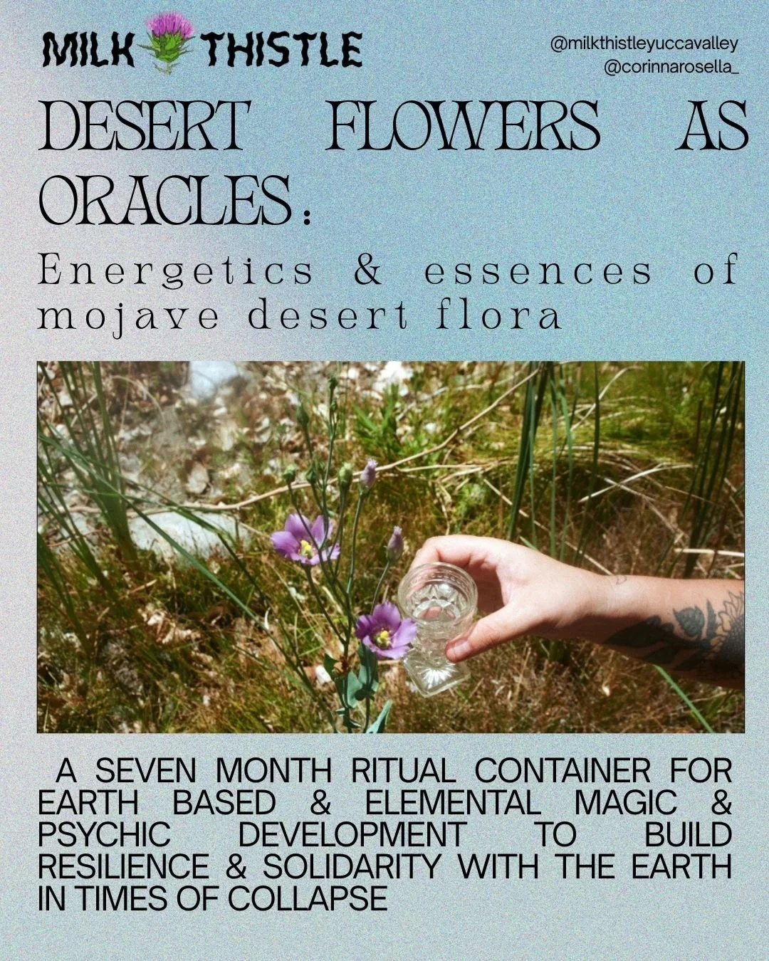 DESERT FLOWERS AS ORACLES: energetics &amp; essences of mojave desert flora