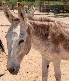 Toby 
Toby, a 7-year-old standard donkey gelding joined the rescue in 2026.  While getting acquainted to his new home, Toby has remained near Chief and Opossum, enjoying the company of his best friends.