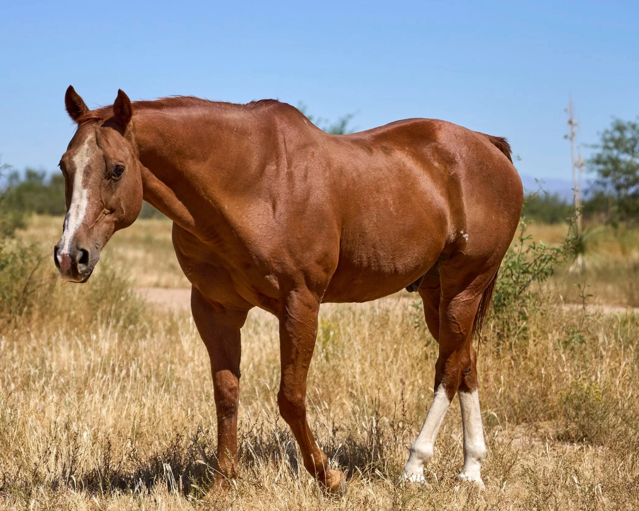 Buzz 
Buzz, a stout quarterhorse that suffered a devastating roping injury as a young horse.  Cared for by an elderly rancher for over a decade, he recently came into the rescue after the rancher's death.  