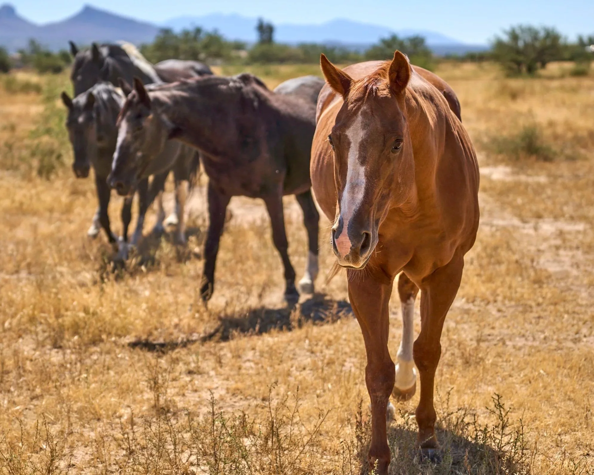 Buzz, Mary, Spirit, Olive 
Buzz leading "his" mares to pasture