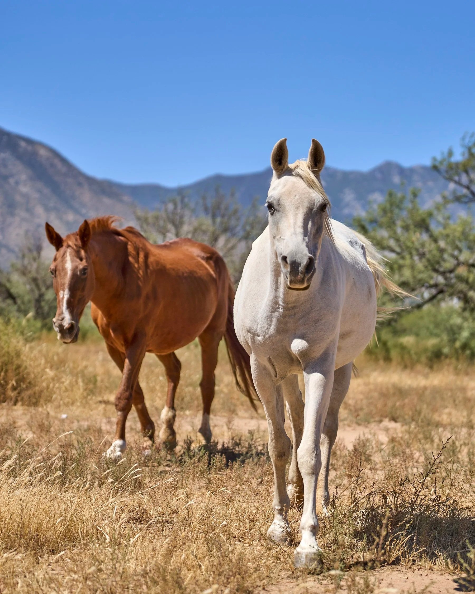 Lofty and Big Easy 
Soul mates